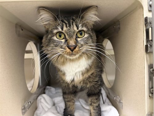 MAXINE - Domestic Medium Hair available for adoption