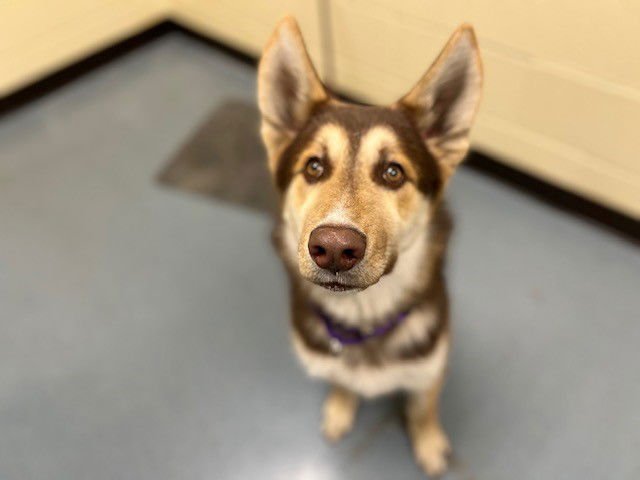 MOCHA - Siberian Husky / German Shepherd Dog available for adoption