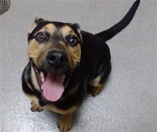 ANGEL - German Shepherd Dog for adoption in Denver