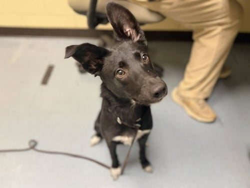 QUARTERMASTER DROOLBEARD - Border Collie available for adoption