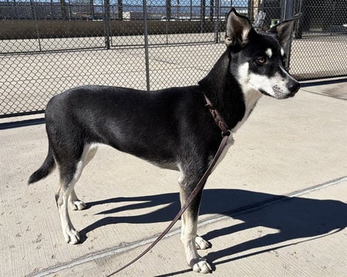 BRI - Siberian Husky available for adoption