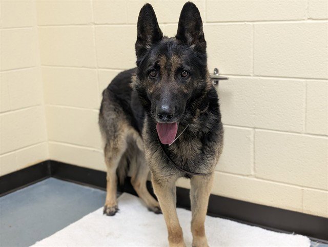 SAMMY - German Shepherd Dog available for adoption