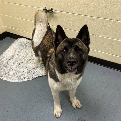 AKITA - Akita available for adoption