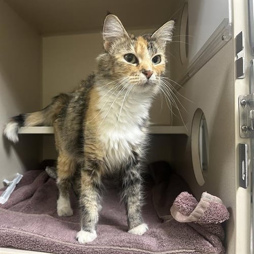 EDEN - Domestic Short Hair available for adoption