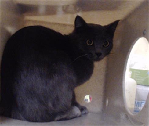 CHUNKY MONKEY - Domestic Short Hair available for adoption