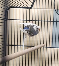 KIWI - Photo 1