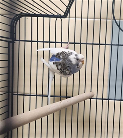 KIWI - Parakeet - Other available for adoption