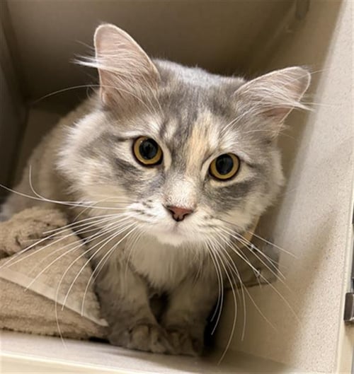 CREAMY - Domestic Long Hair for adoption in Westminster