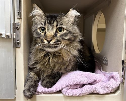 SIR ASLAN - Maine Coon available for adoption
