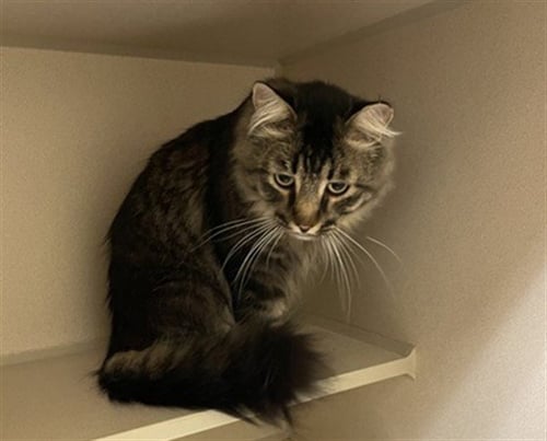SIR ASLAN - Maine Coon available for adoption
