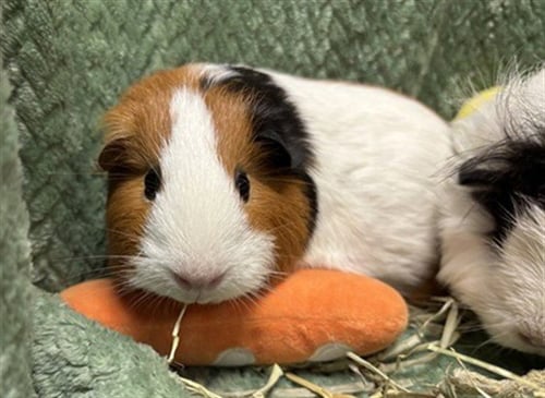 BIG TINA - Guinea Pig available for adoption