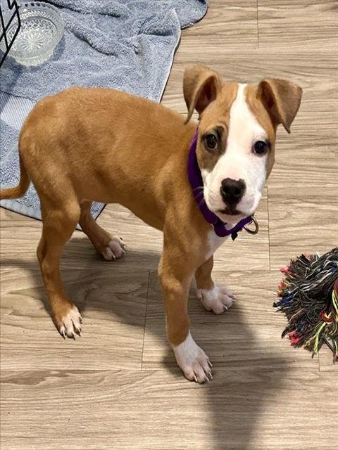 PIPPA - Pit Bull Terrier available for adoption