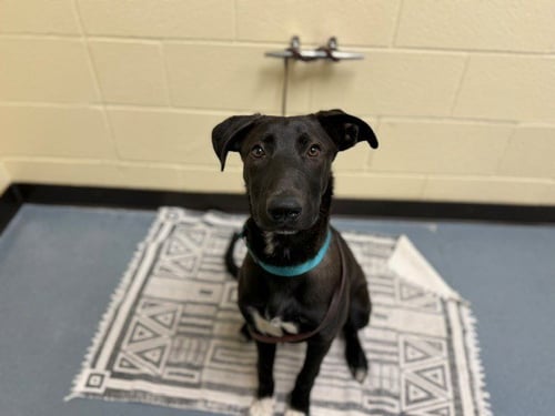 ANDI - Labrador Retriever available for adoption