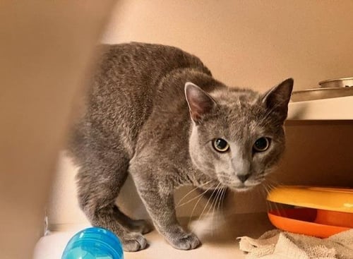 DOOMIE - Domestic Short Hair for adoption in Denver