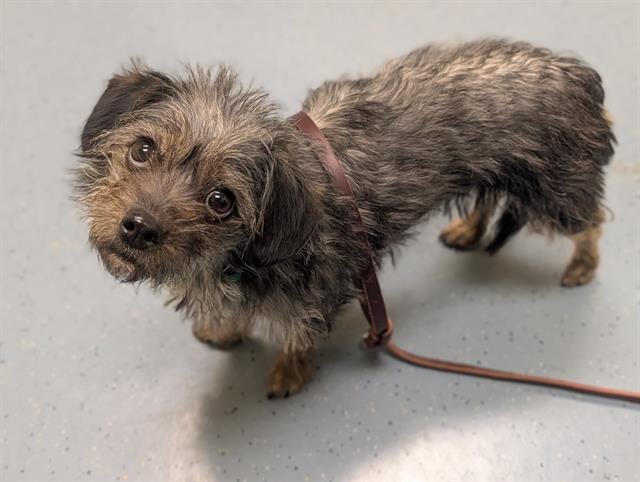 MISS GOLDENWEEK - Miniature Schnauzer available for adoption