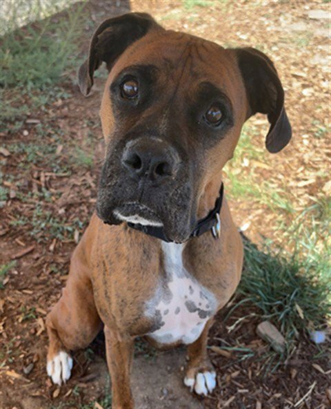 HARLEY - Boxer available for adoption