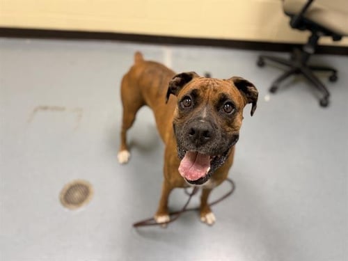 HARLEY - Boxer available for adoption