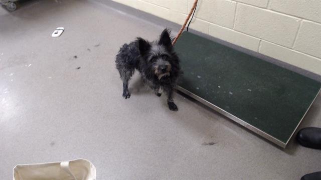 SNEAKERS - Cairn Terrier available for adoption