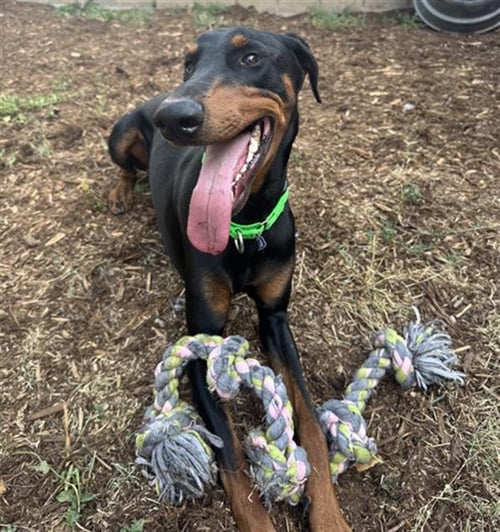 CLYDE - Doberman Pinscher available for adoption