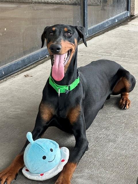 CLYDE - Doberman Pinscher available for adoption