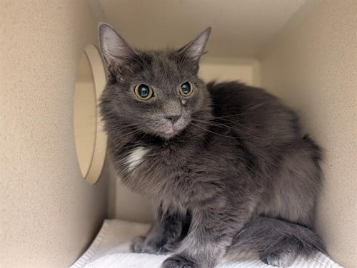 ABIGAIL - Domestic Medium Hair available for adoption