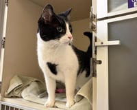 SIR BUNTINGTON - Photo 1