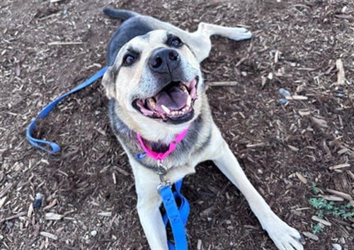 BAILY - German Shepherd Dog available for adoption