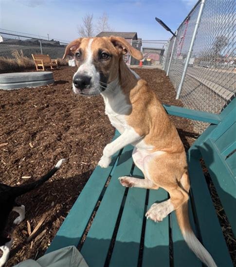 TROOPER - Jack Russell Terrier (Parson Russell Terrier) / Boxer available for adoption