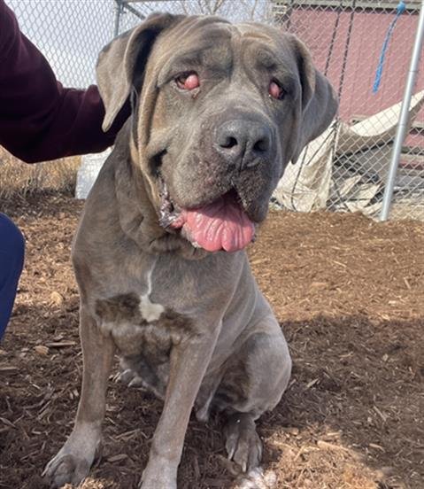 NYLA - Cane Corso Mastiff available for adoption