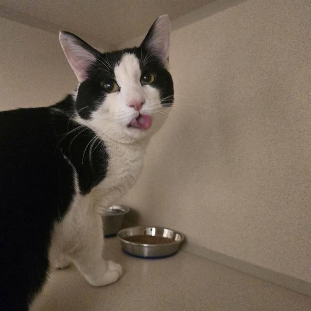 COLBY - Domestic Short Hair available for adoption