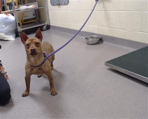 EVE - Miniature Pinscher / Chihuahua available for adoption