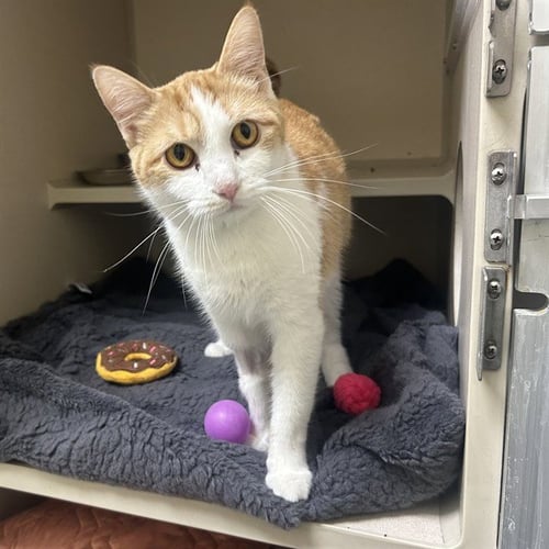 RAY - Domestic Short Hair for adoption in Arvada