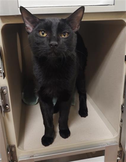 SIMON - Domestic Short Hair available for adoption