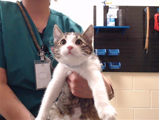 WANDA - Domestic Short Hair available for adoption