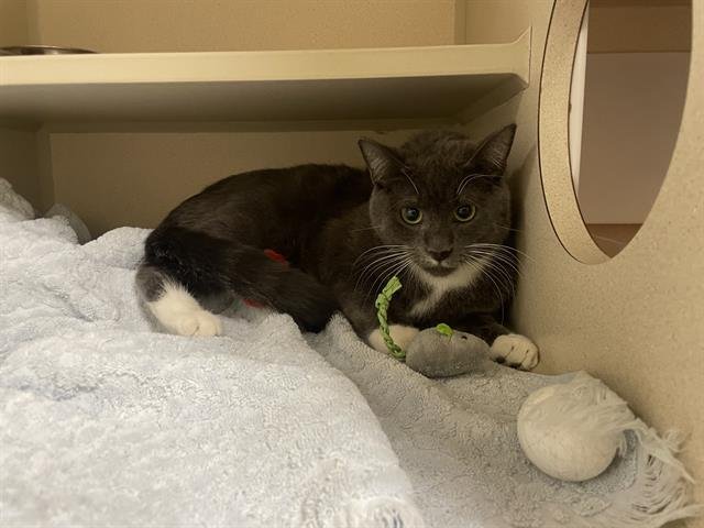 BOP - Domestic Short Hair available for adoption