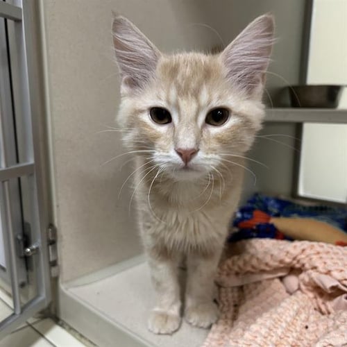 BISCUIT - Domestic Short Hair available for adoption