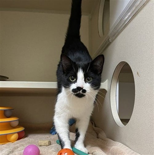 FRIDA - Domestic Short Hair available for adoption