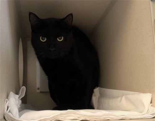 LOUIE - Domestic Short Hair available for adoption