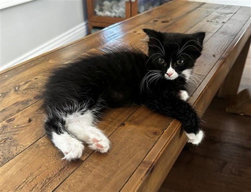 AMBER - Domestic Medium Hair available for adoption