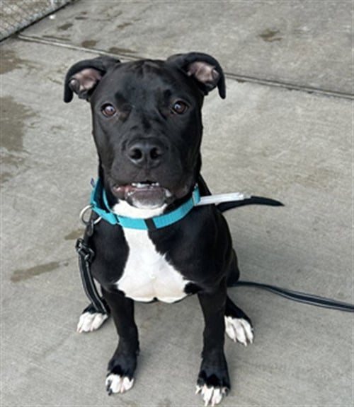 BOSTON TEA - American Pit Bull Terrier for adoption in Lakewood