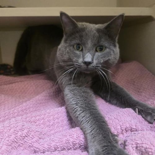 EGGWARD SCISSORPAWS - Domestic Short Hair available for adoption