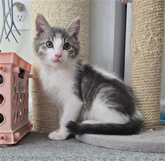 BAYMAX - Domestic Short Hair available for adoption