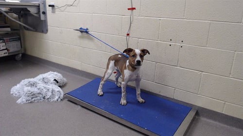 BARRY ALLEN - Australian Cattle Dog/Blue Heeler available for adoption