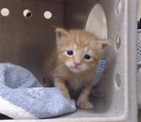 LIL CHUNKS - Photo 1