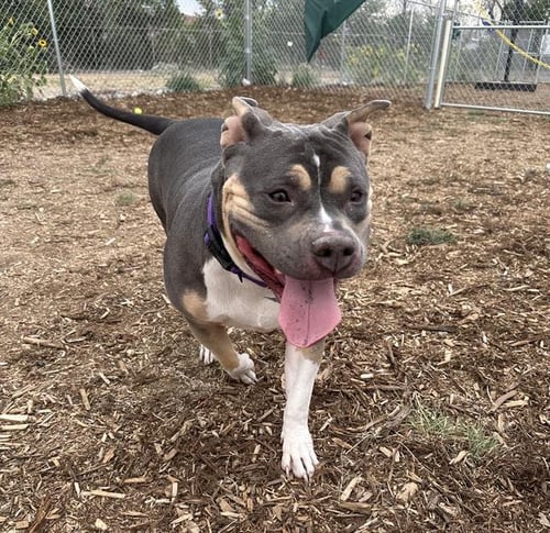 FLURRY - American Staffordshire Terrier available for adoption