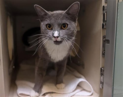 SALSA MITTENS - Domestic Short Hair available for adoption