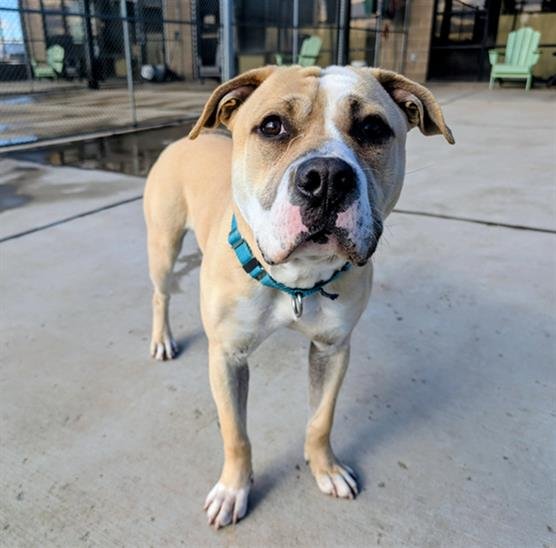 DRECO - American Bulldog available for adoption