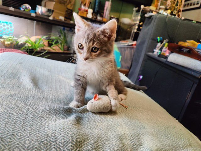 FREYA - Domestic Short Hair available for adoption