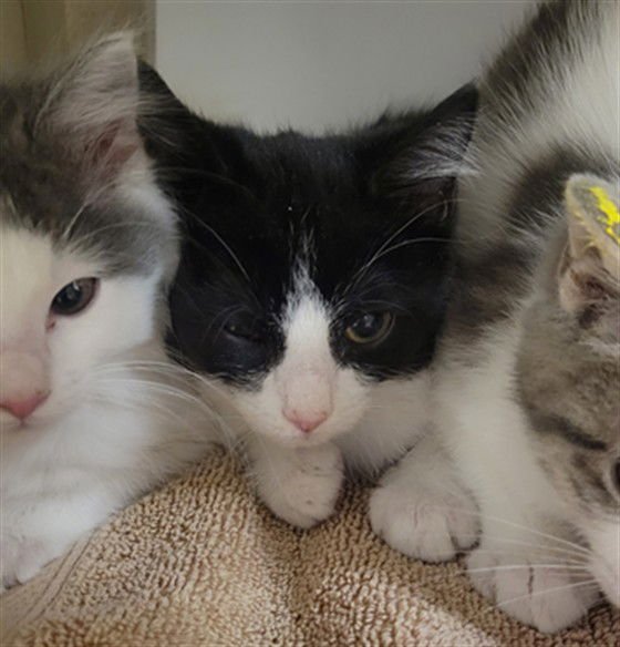 DEXTER - Domestic Short Hair available for adoption