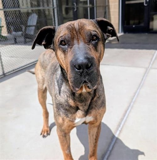 GALLAGHER - Chinese Shar-Pei / Mastiff for adoption in Denver